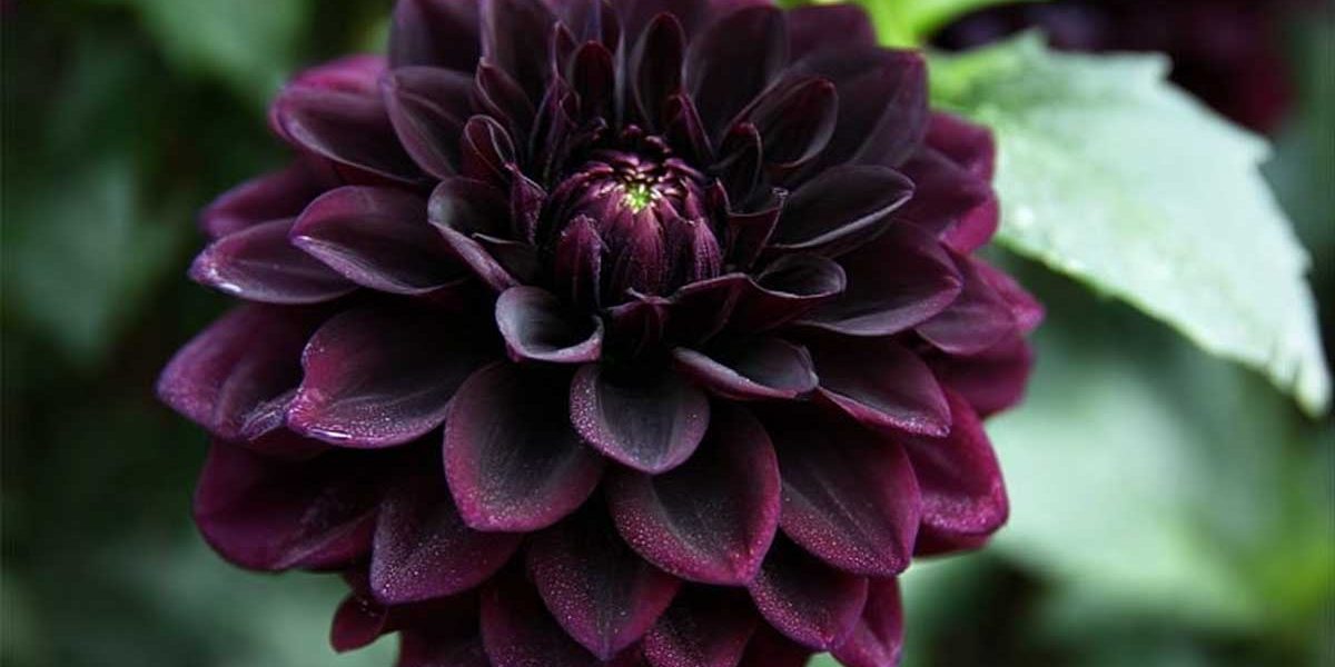 dahlia noir