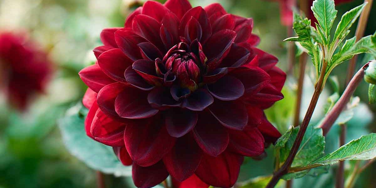 dahlia