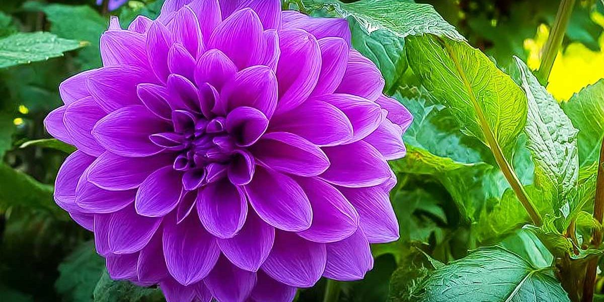 dahlia