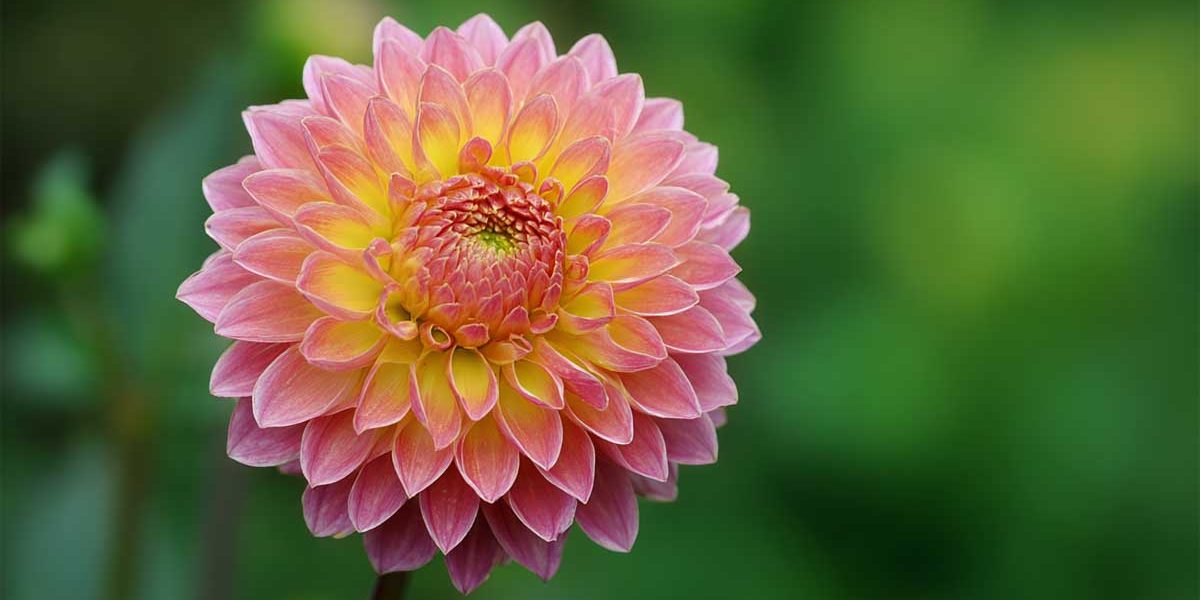 Dahlias : coupez à cet endroit précis en août pour deux mois de fleurs en plus