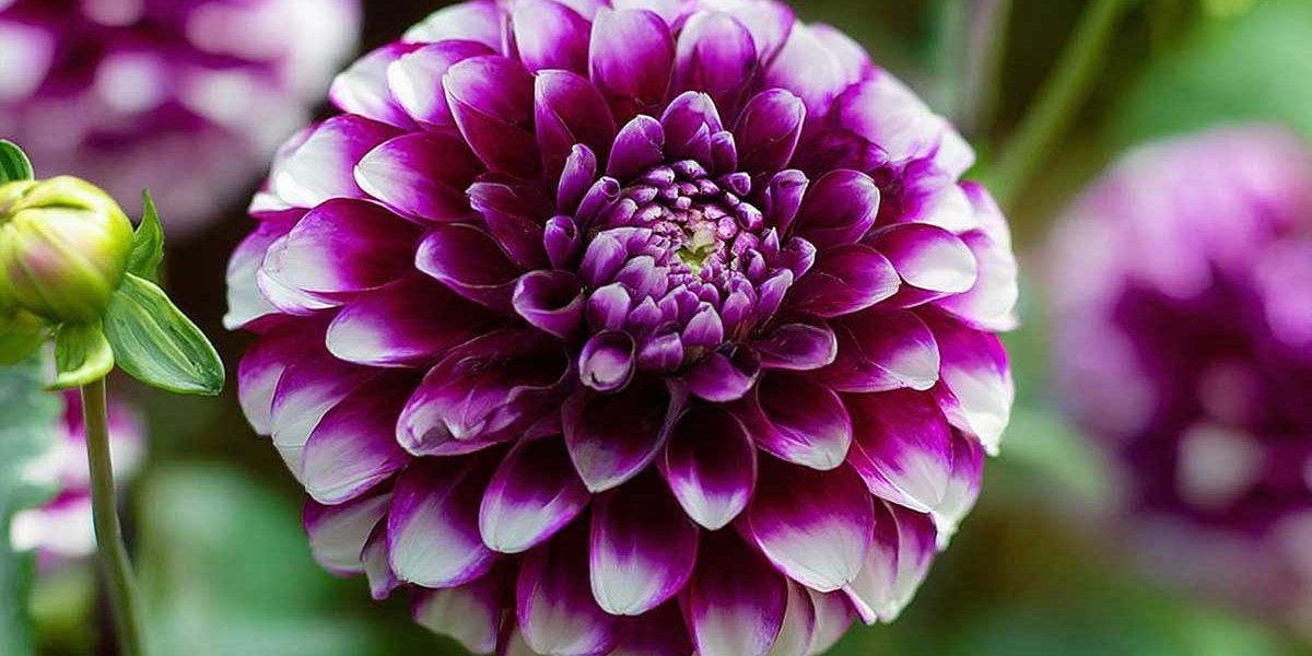 dahlia