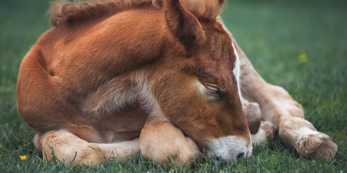 Cheval debout dans un champ de l'école d'agriculture