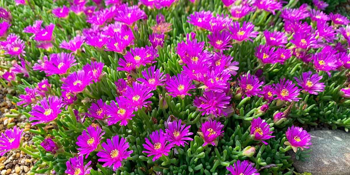 delosperma