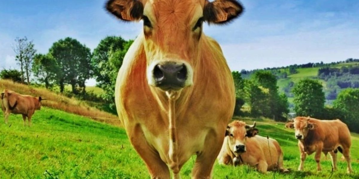 Des vaches dans une ferme d'agriculture française