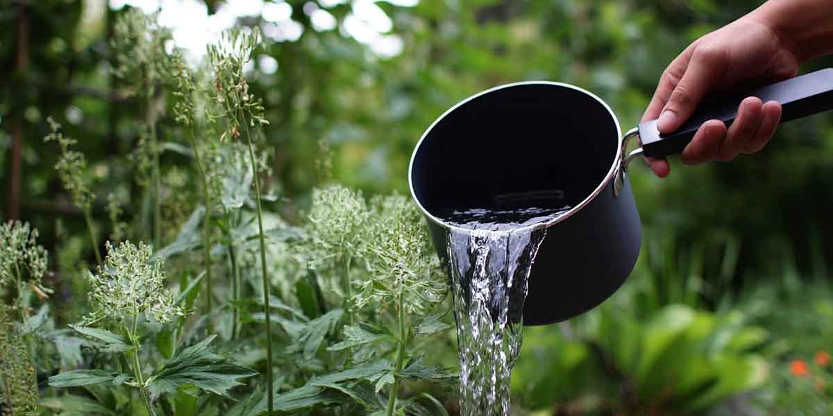 eau de cuisson jardin