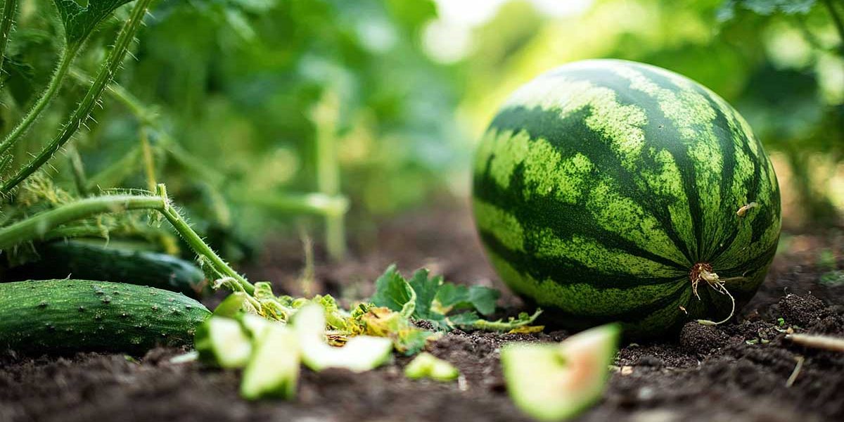 ecorce pasteque jardin