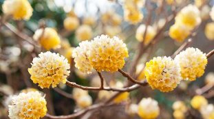 edgeworthia