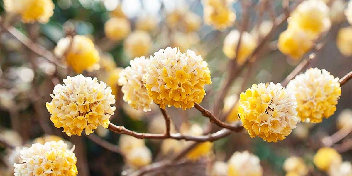 edgeworthia