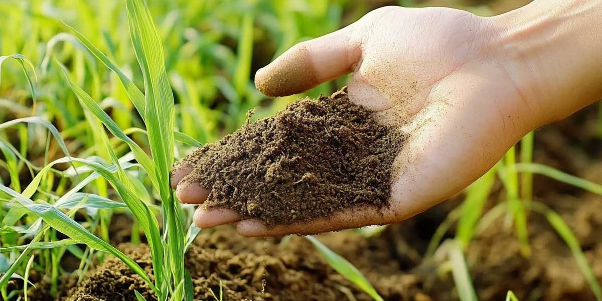 engrais vert au jardin