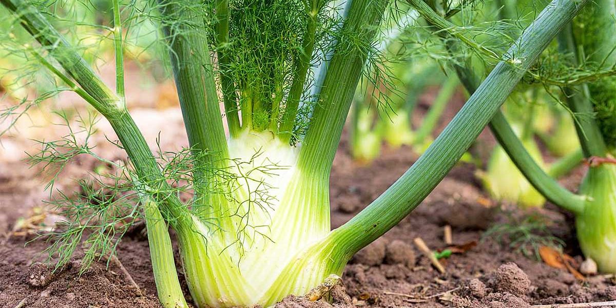 Je ne plante plus mon fenouil au printemps : en août, tout pousse mieux (et sans monter en graines)