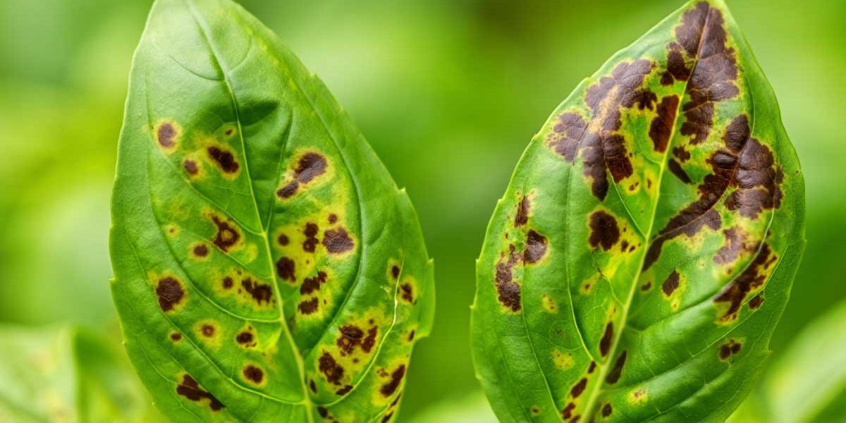 feuilles basilic noircies