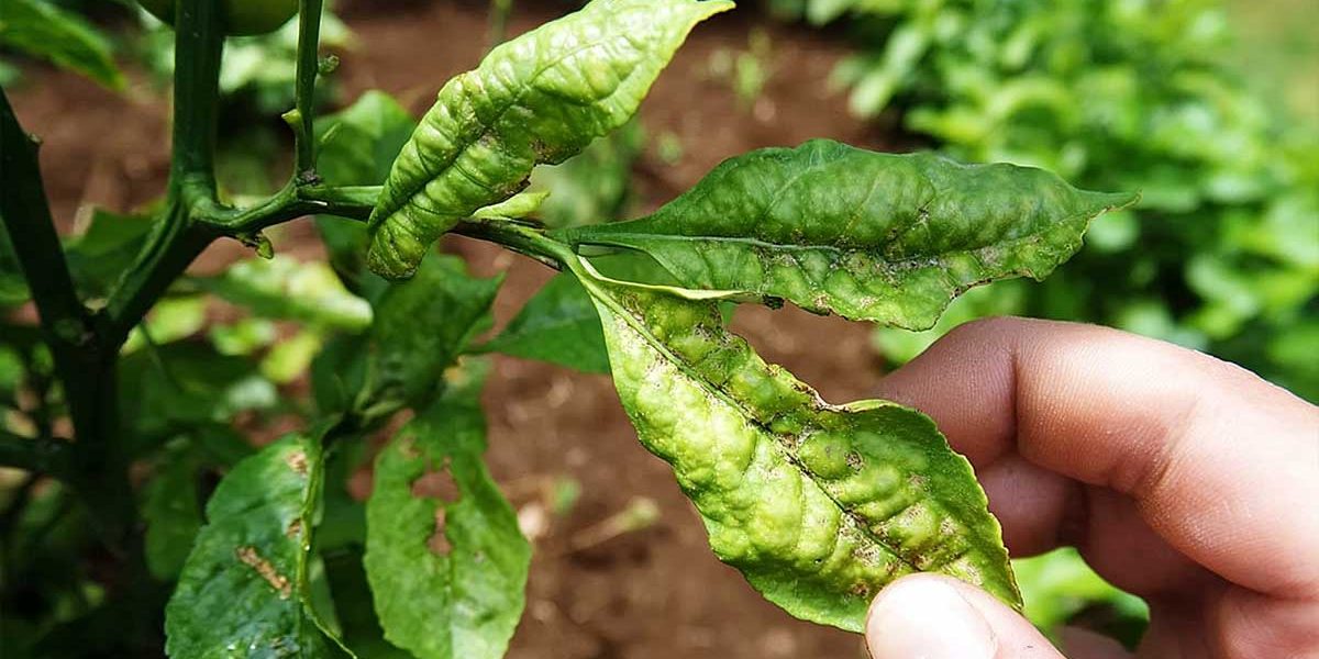 feuilles enroulees citronnier