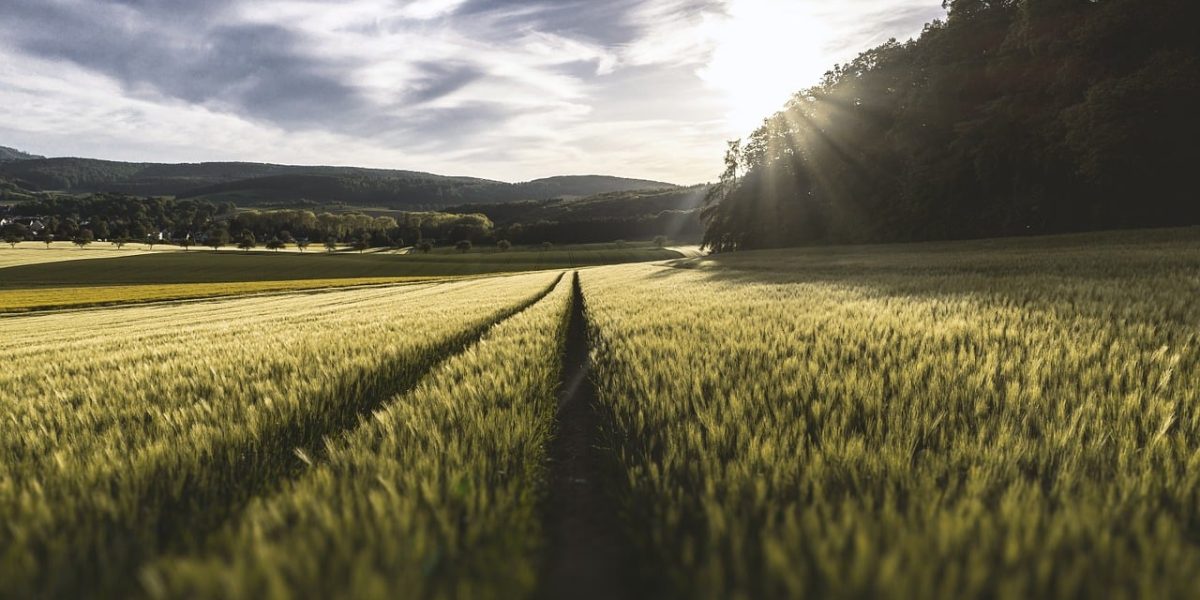 Champ verdoyant sous un ciel bleu à l'école d'agriculture