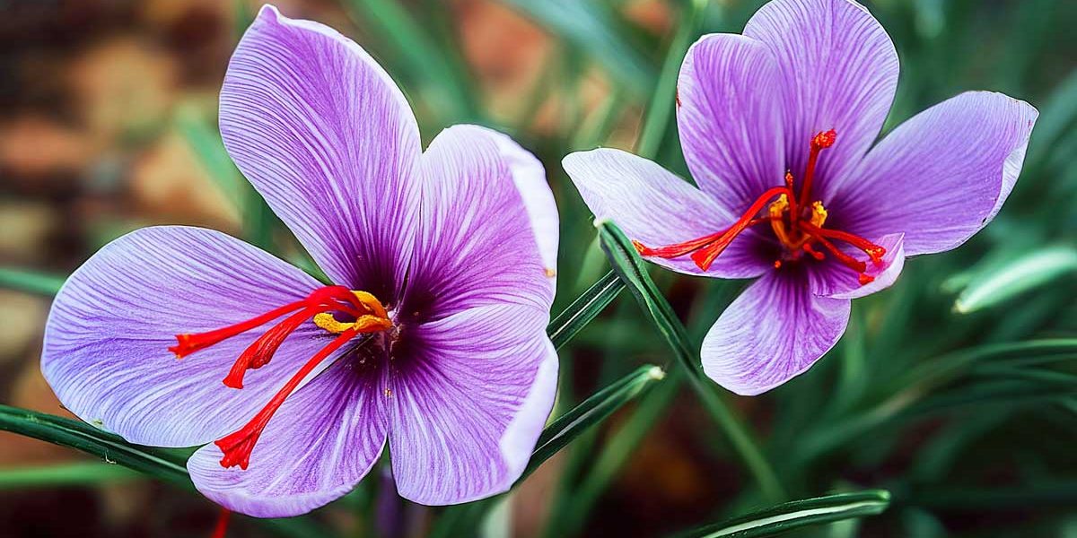 Un safran plus intense, plus rouge, plus parfumé : voilà ce que donne une plantation en août