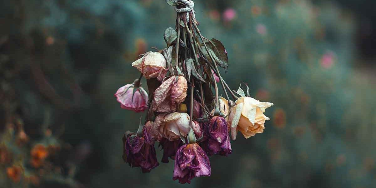 fleurs fanees suspendues