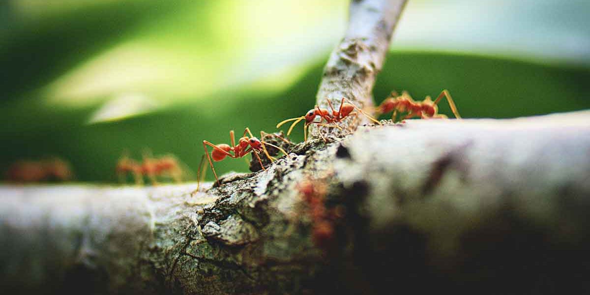 fourmis arbre