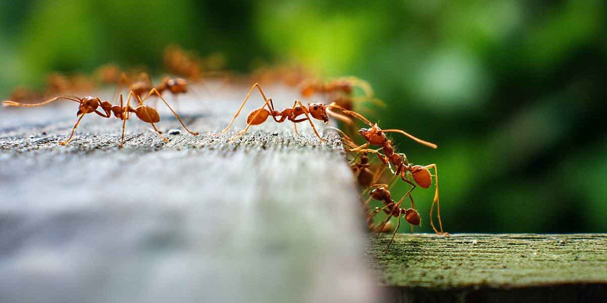 fourmis terrasse