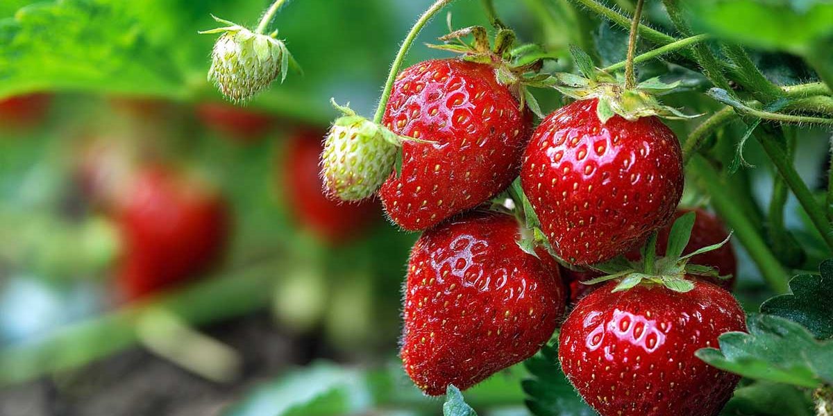fraises