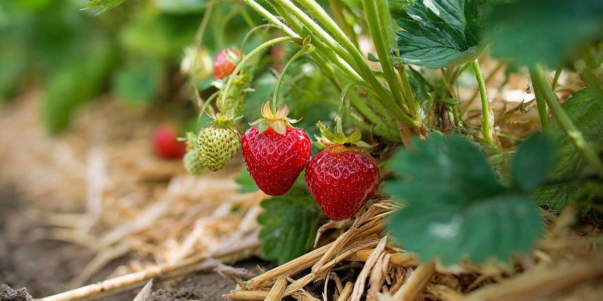 fraisiers potager juin