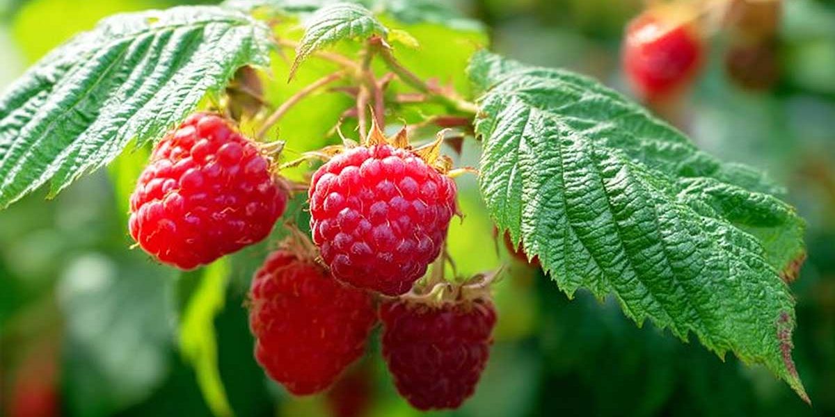 framboise septembre