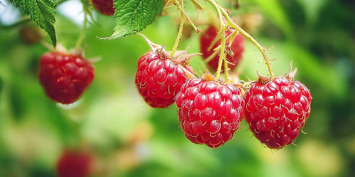 framboises