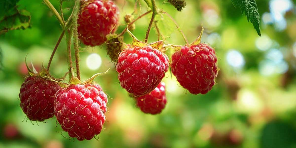 framboises