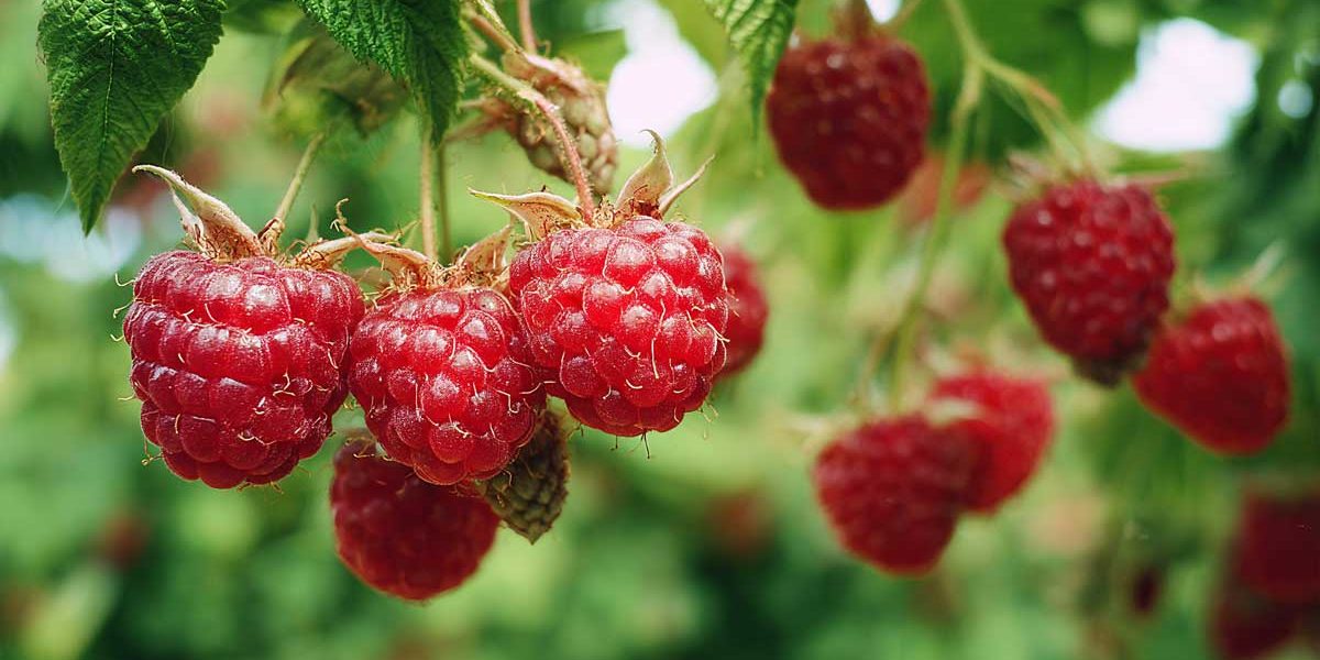 En août, retirez ces tiges et vos framboisiers vous remercieront en fruits