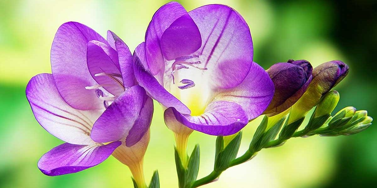 freesia