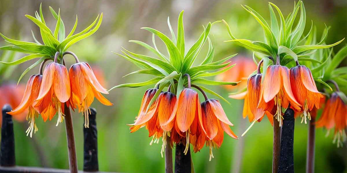 fritillaire imperiale