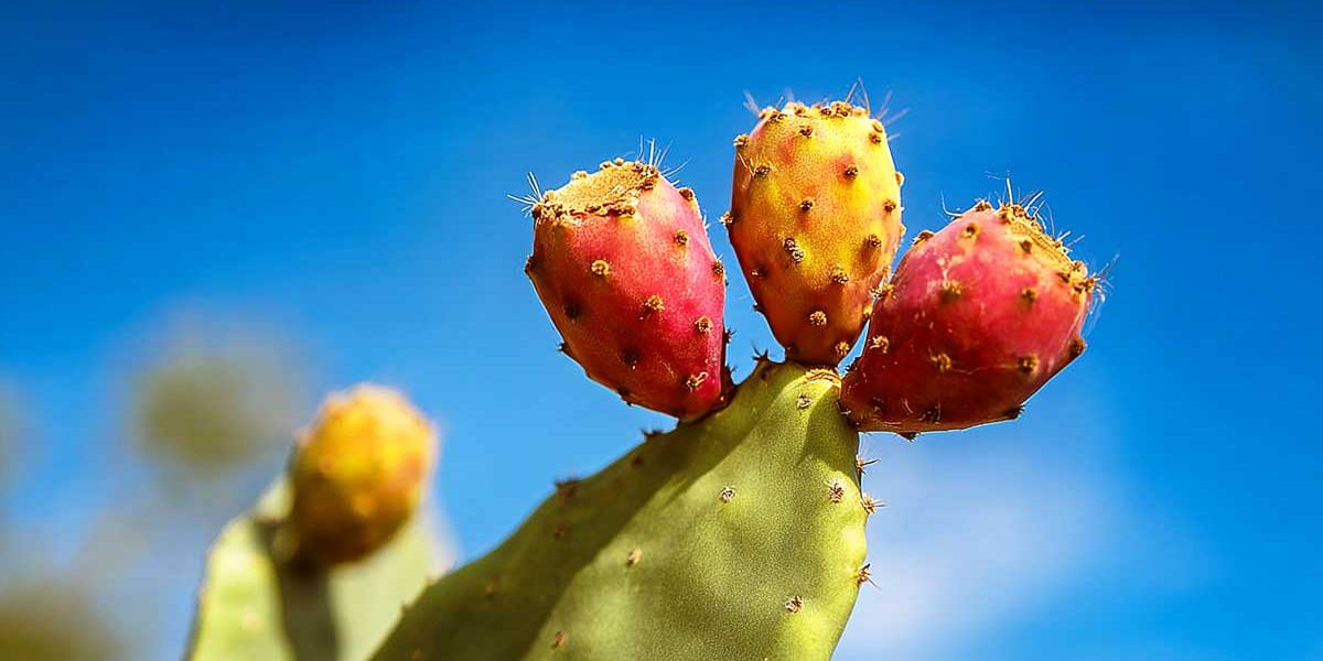 fruits figuier barbarie