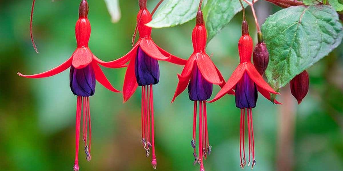 C’est en août que les boutures de fuchsia reprennent le mieux, grâce à cette technique maison