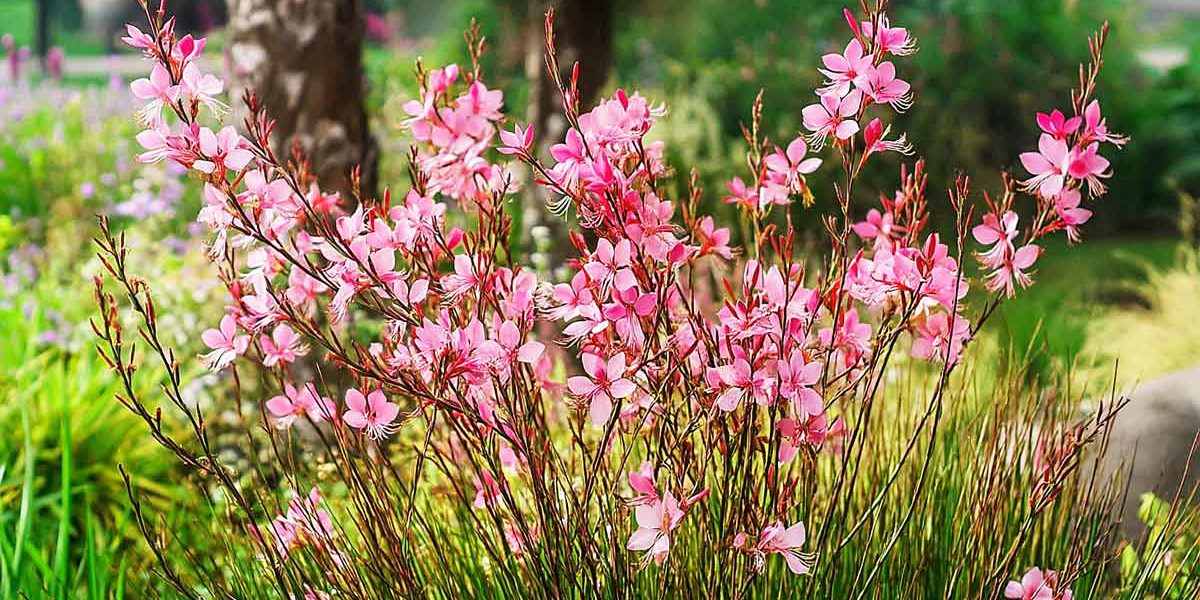 gaura