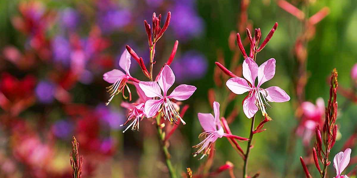 gaura