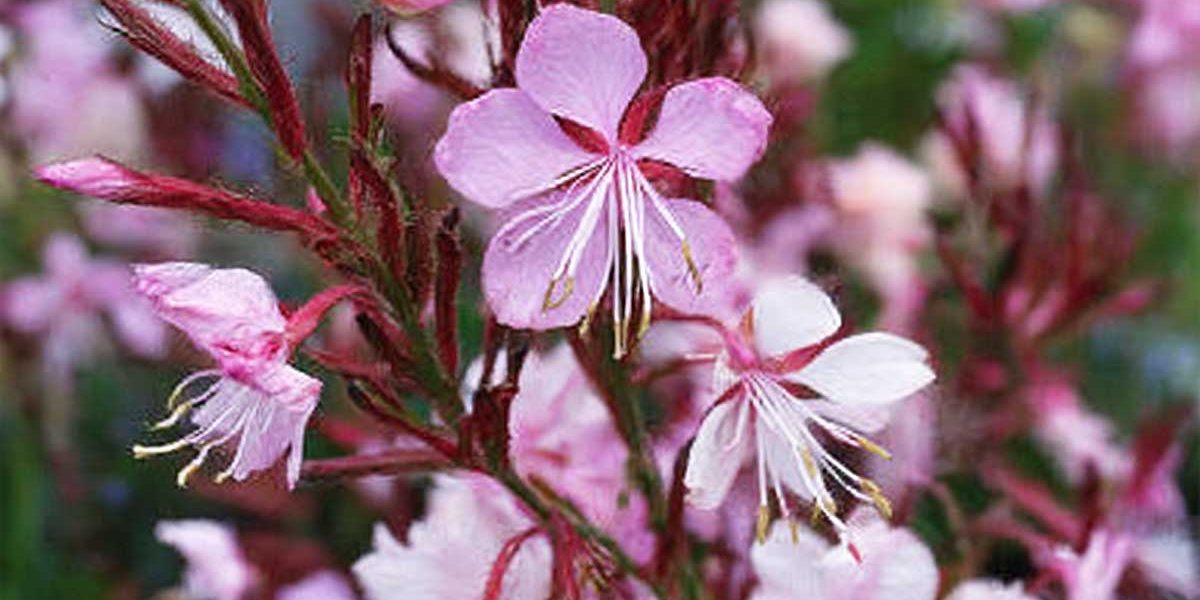 gaura