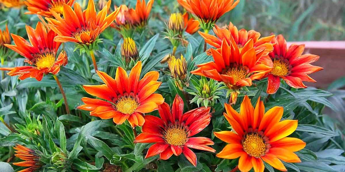 gazania