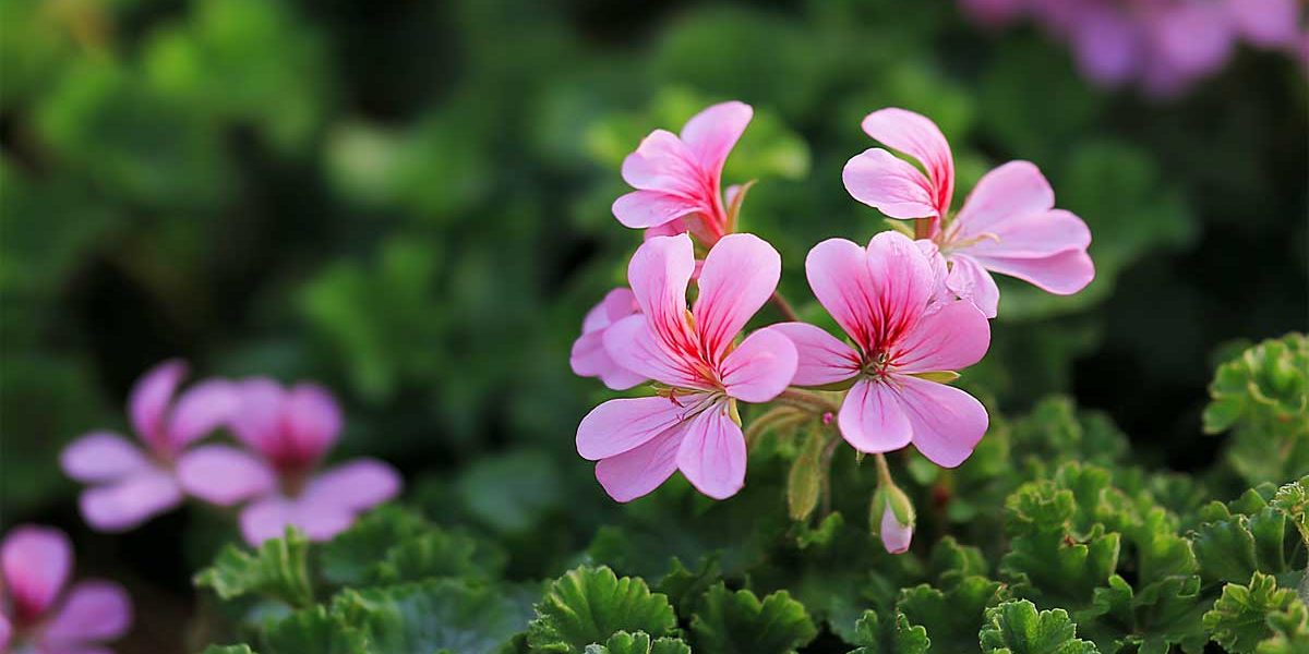geranium citronnelle