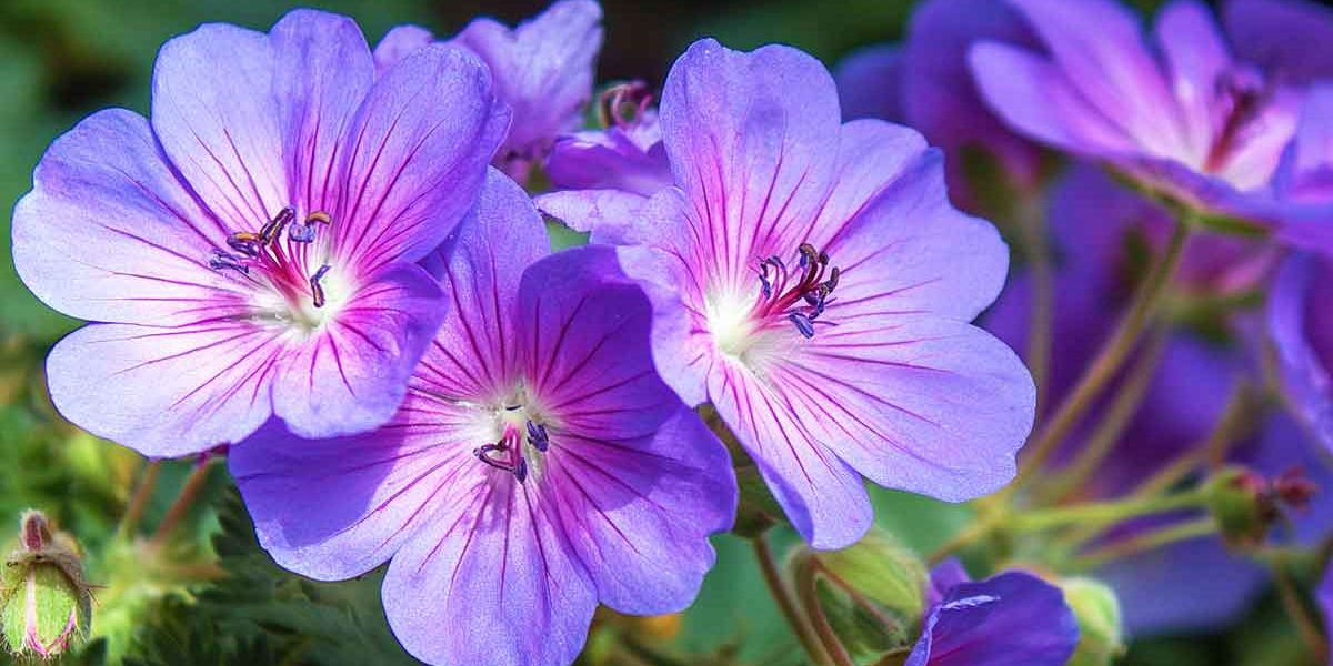geranium