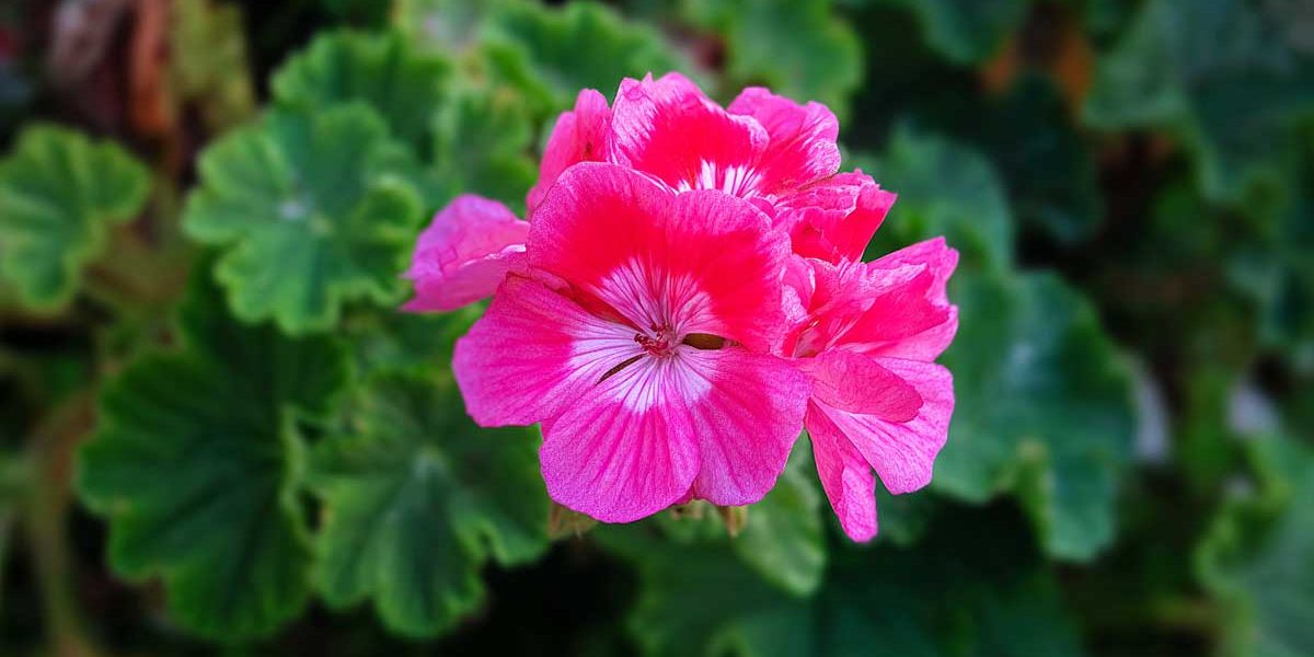 geranium
