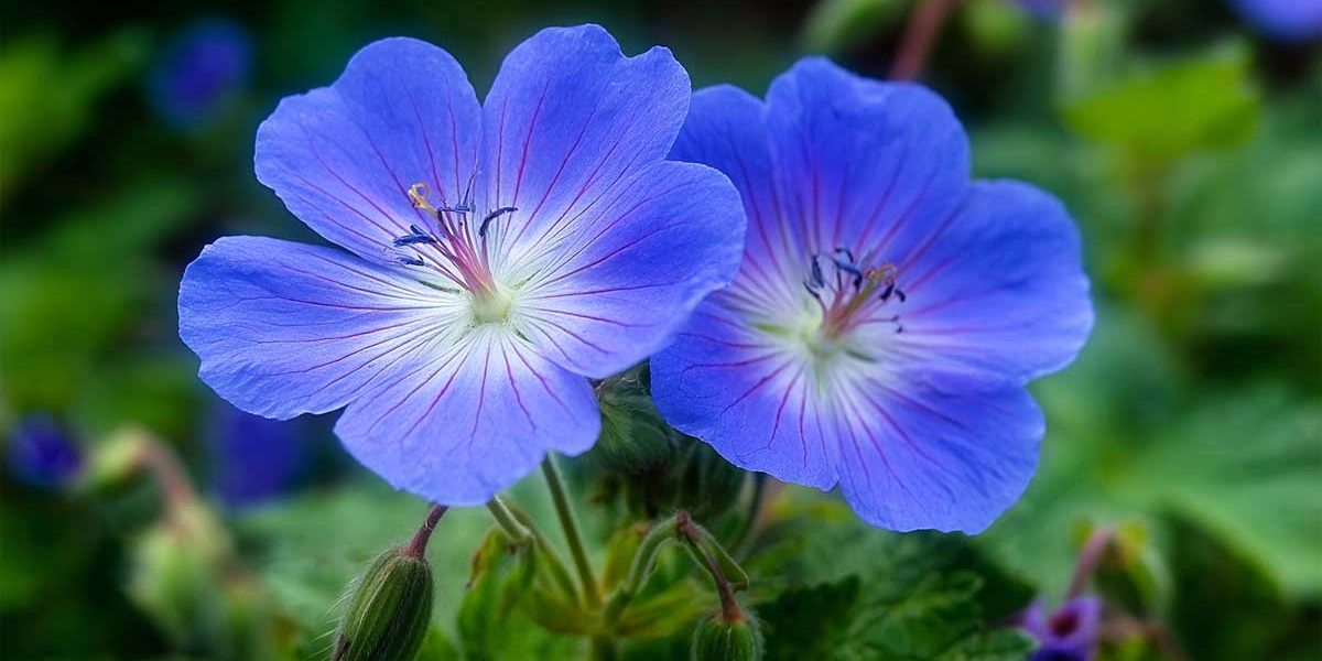 geranium rozanne