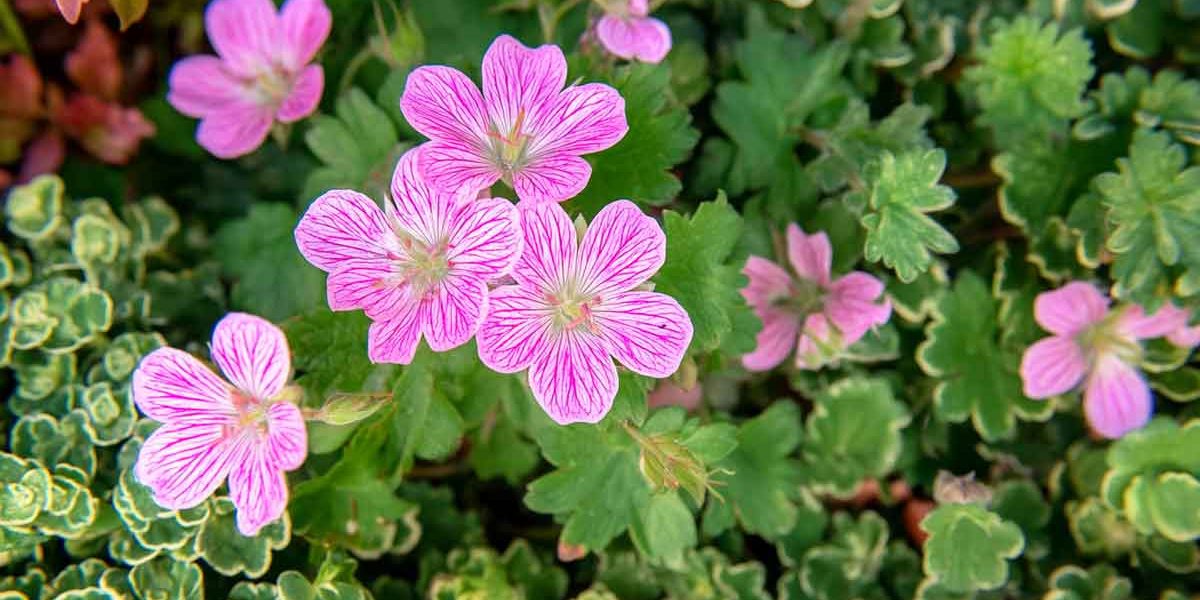 geranium vivace