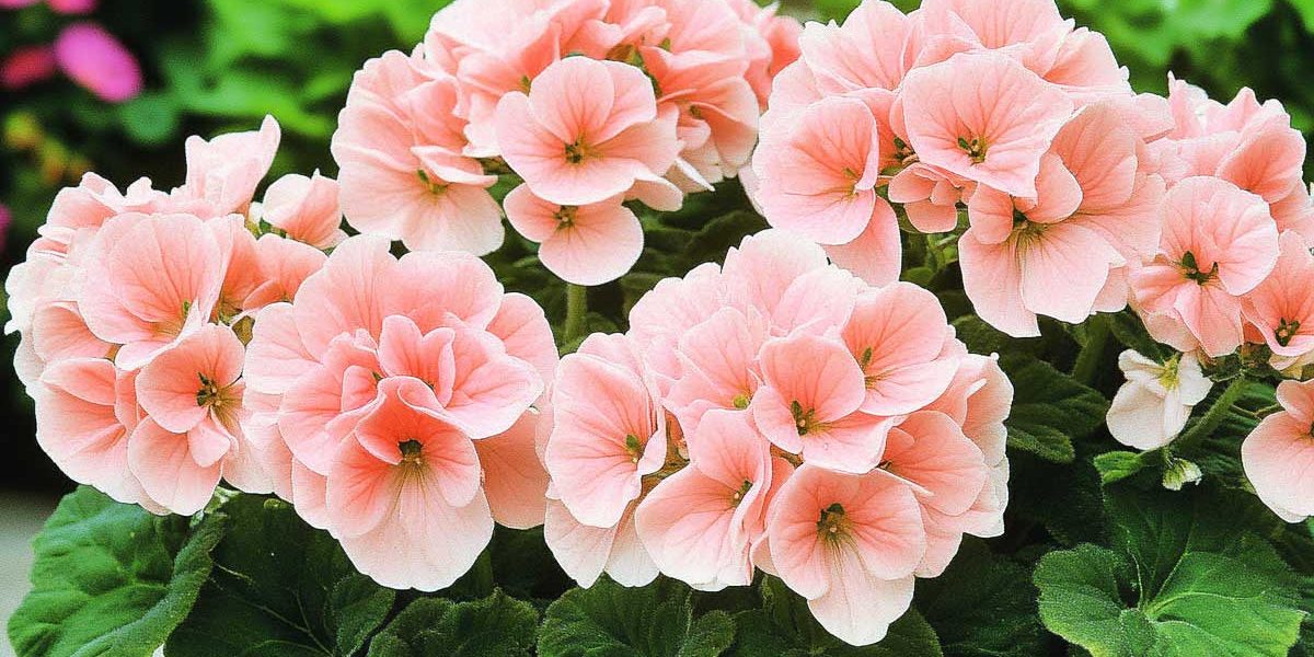 geraniums
