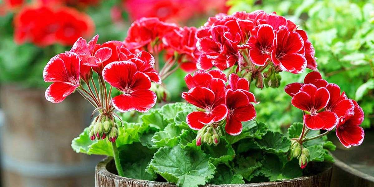 geraniums