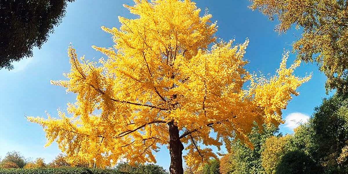 ginkgo biloba