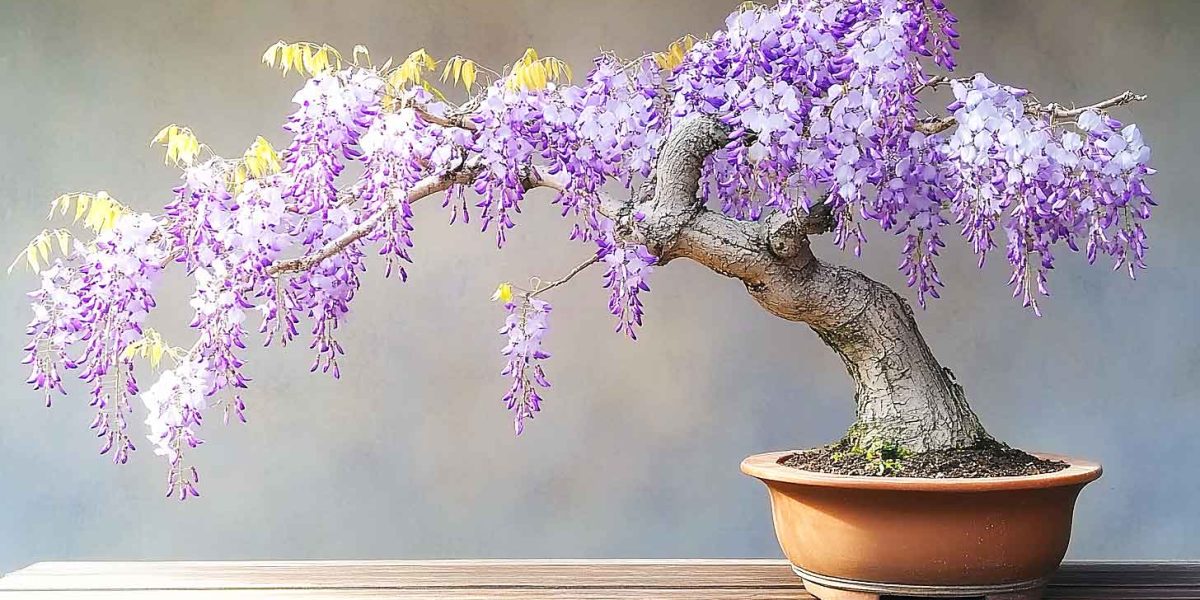 glycine en pot