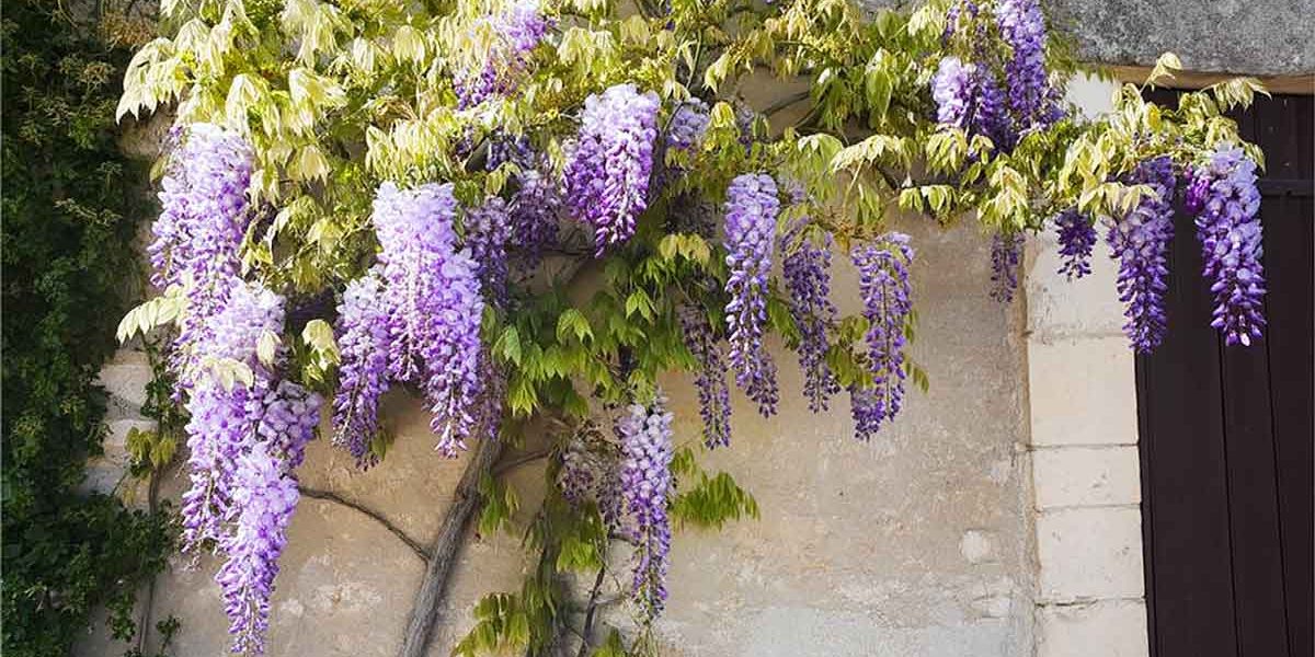 glycine
