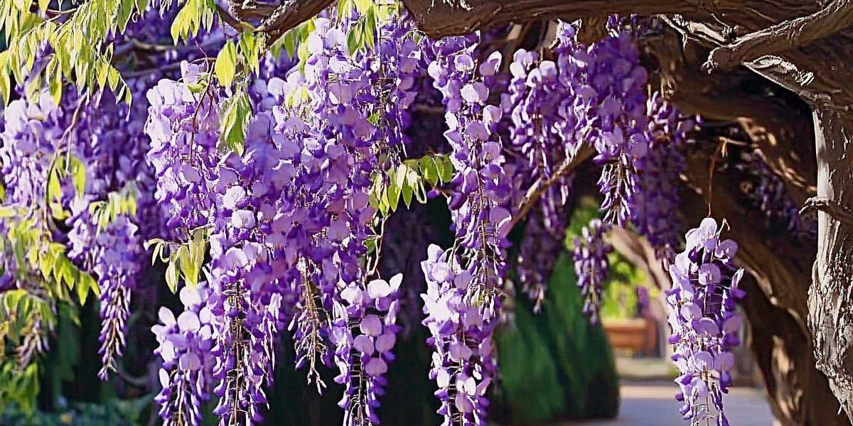 glycine