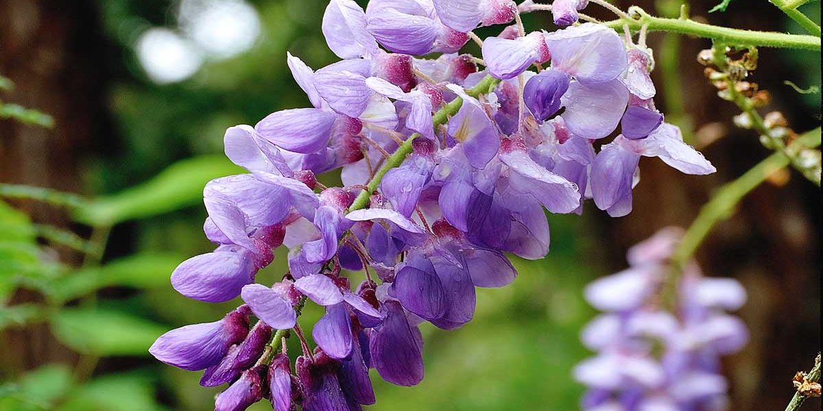 En taillant ma glycine comme ça fin août, j’ai enfin eu des grappes dès le printemps