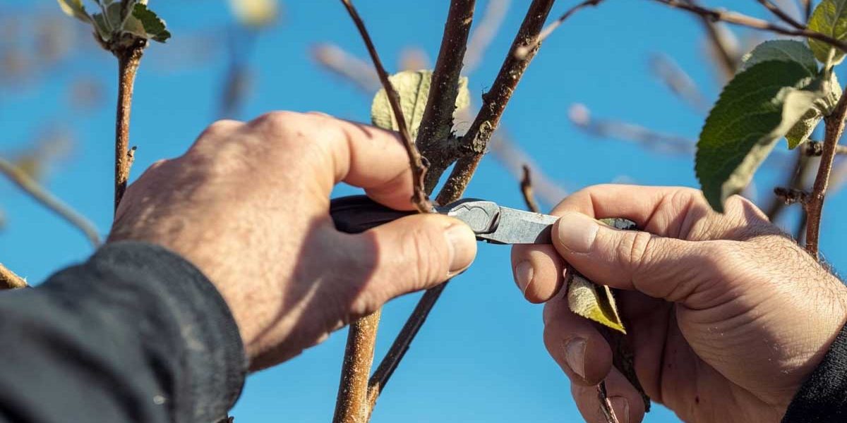 greffe arbre fruitier