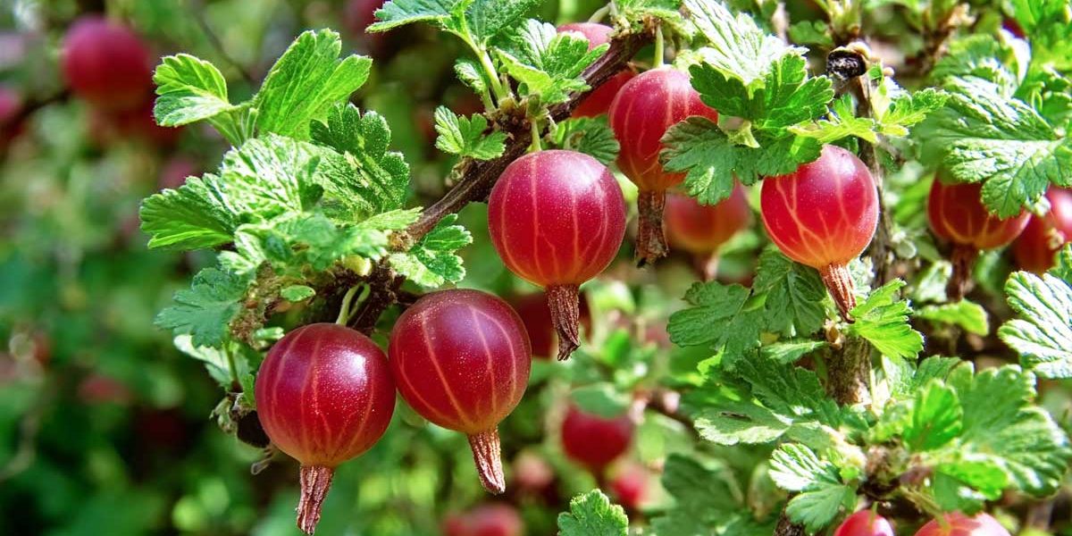 groseiller a maquereau