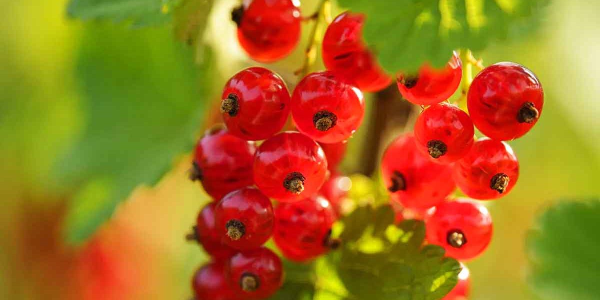 groseilles